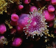 Corynactis-viridis-Belle ile Pointe de Kerzo-8m-20160704-Denis-ADER-DSC_8678_tn